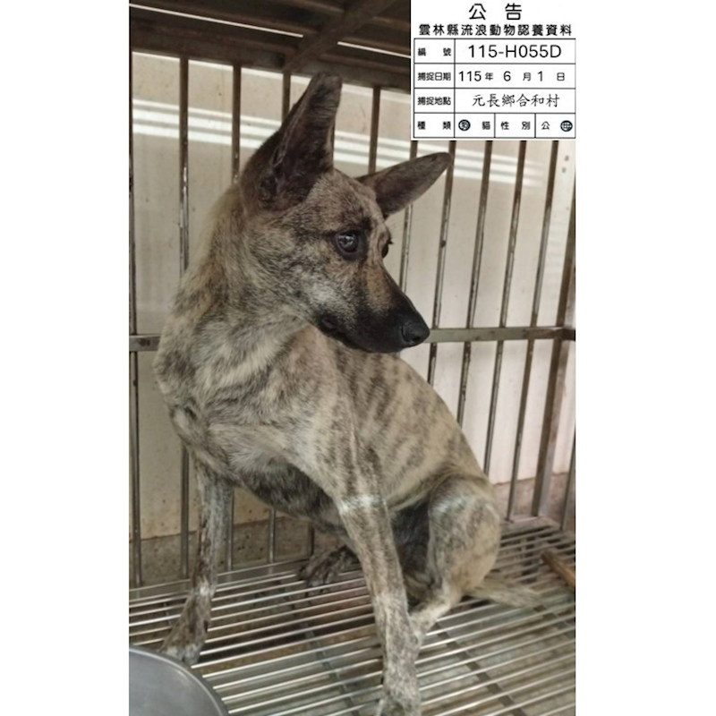雲林縣流浪動物收容所,編號:456537, 混種犬          
