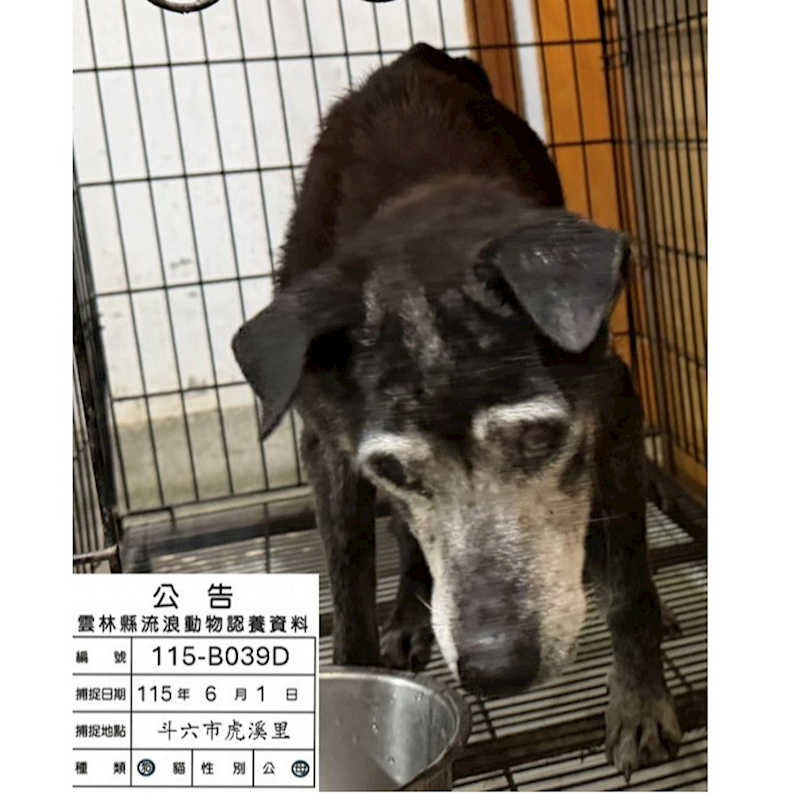 雲林縣流浪動物收容所,編號:457067, 混種犬          