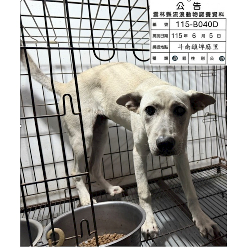 雲林縣流浪動物收容所,編號:456533, 混種犬          