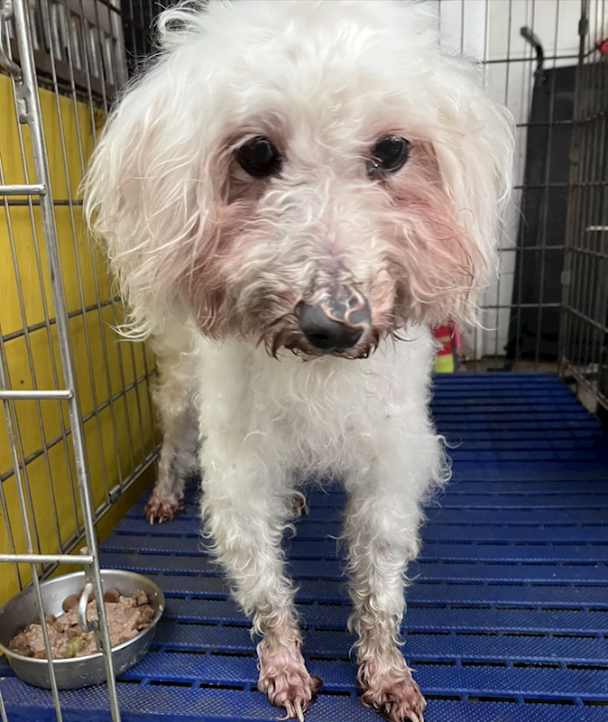 新北市新店區公立動物之家,編號:456600, 瑪爾濟斯犬           