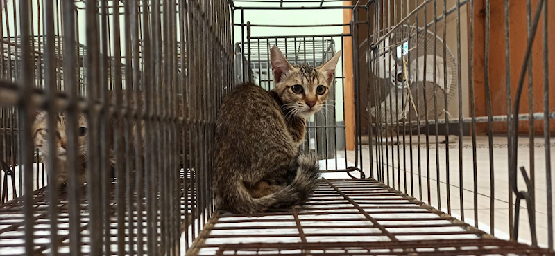 金門縣動物收容中心,編號:457161, 混種貓                 