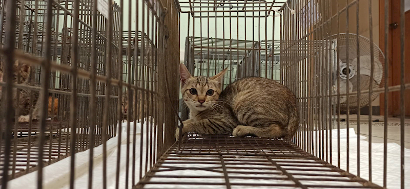 金門縣動物收容中心,編號:457160, 混種貓                 