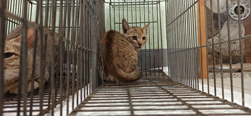 金門縣動物收容中心,編號:457159, 混種貓                 