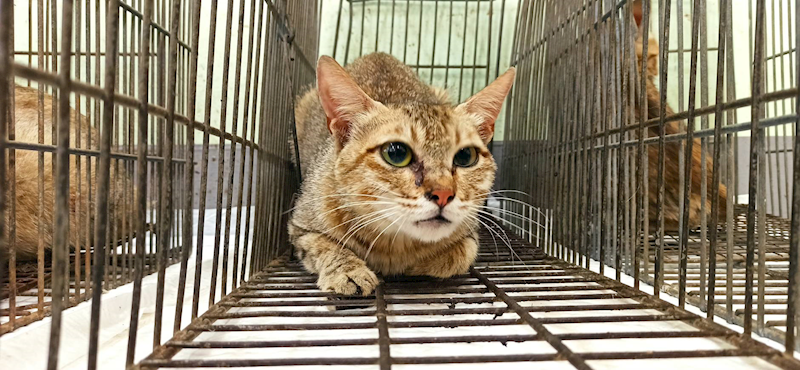 金門縣動物收容中心,編號:457158, 混種貓                 