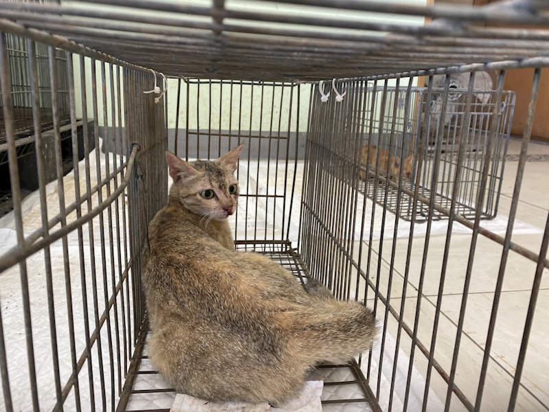 金門縣動物收容中心,編號:457157, 混種貓                 