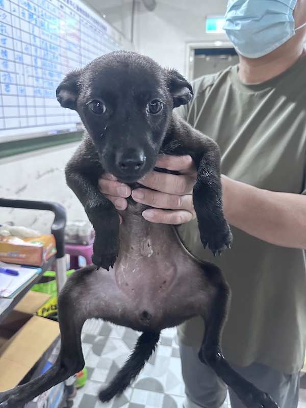 苗栗縣動物保護教育園區,編號:457153, 混種犬          