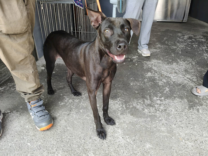 新北市板橋區公立動物之家,編號:449940, 混種犬          