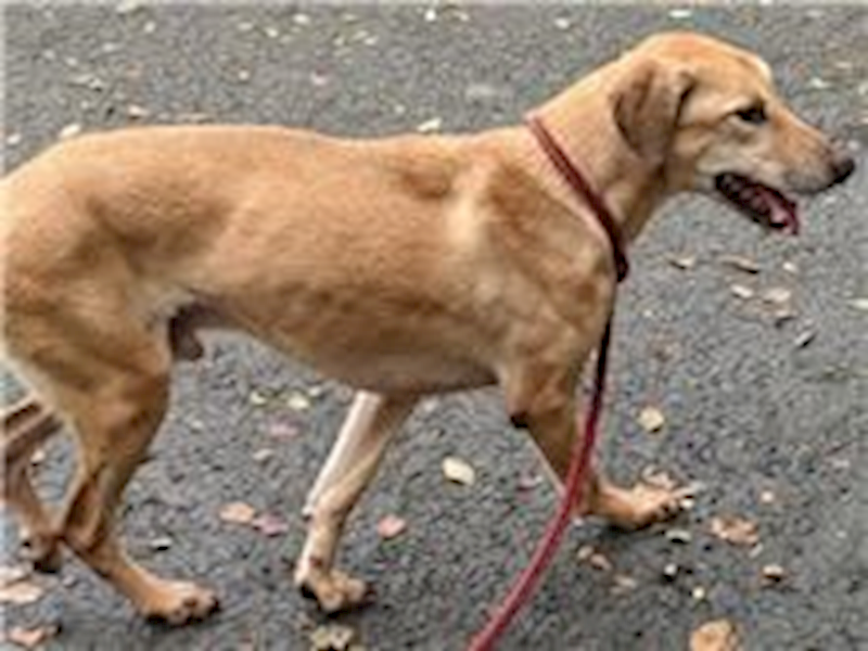 臺北市動物之家,編號:31326, 混種犬          