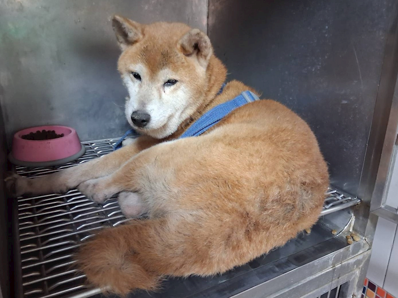 高雄市壽山動物保護教育園區,編號:457345, 柴犬                  