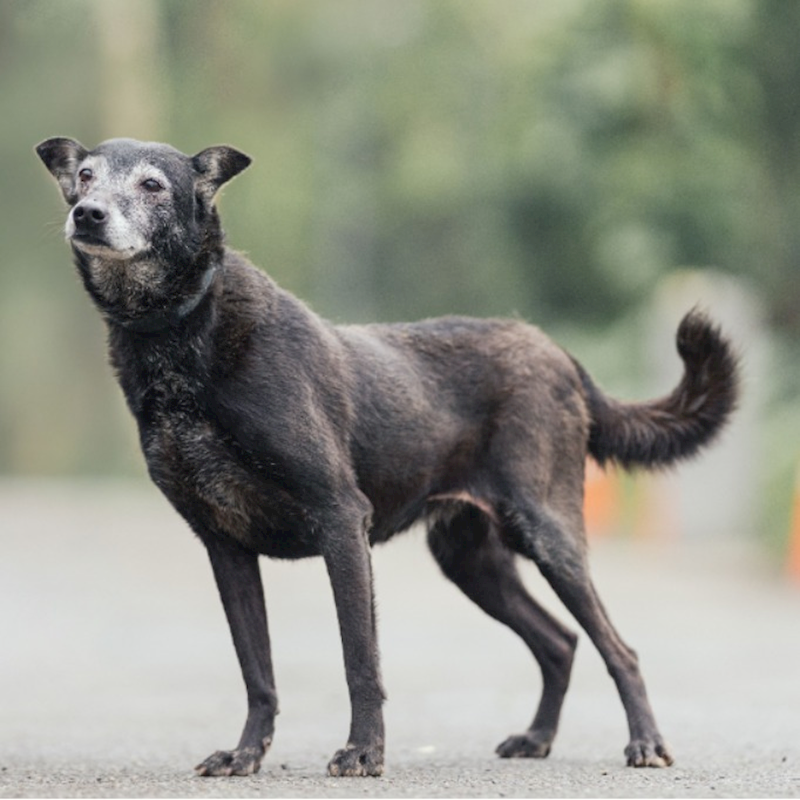 新北市中和區公立動物之家,編號:48222, 混種犬          