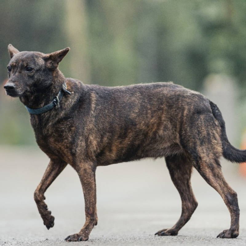 新北市中和區公立動物之家,編號:35737, 混種犬          