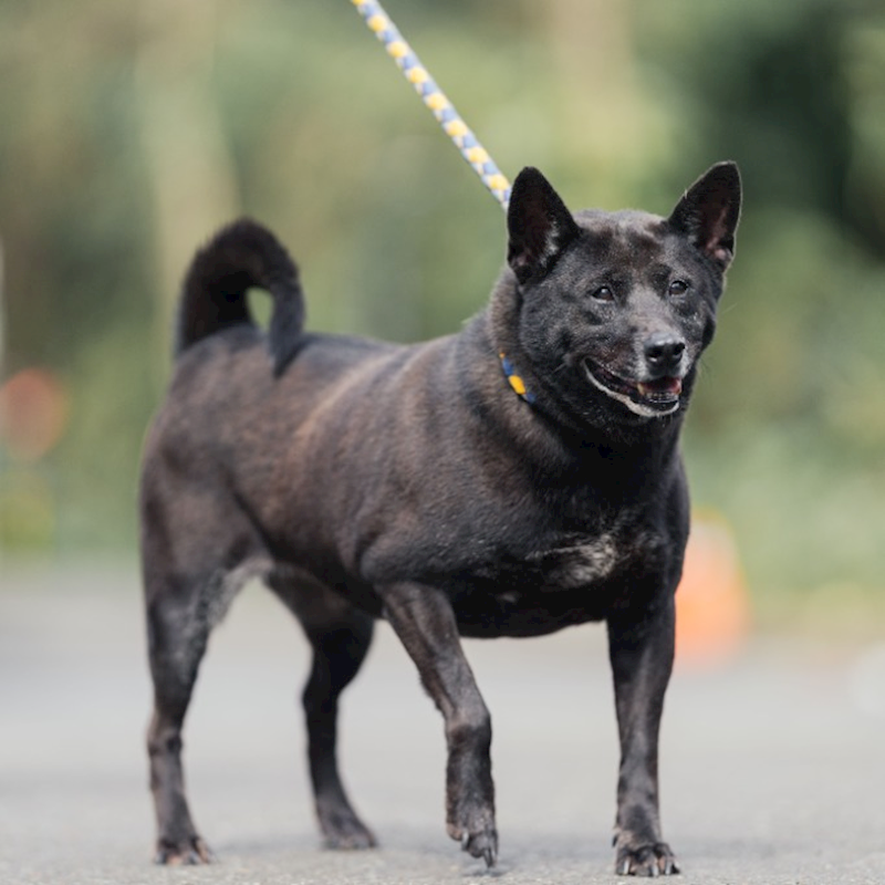 新北市中和區公立動物之家,編號:35671, 混種犬          