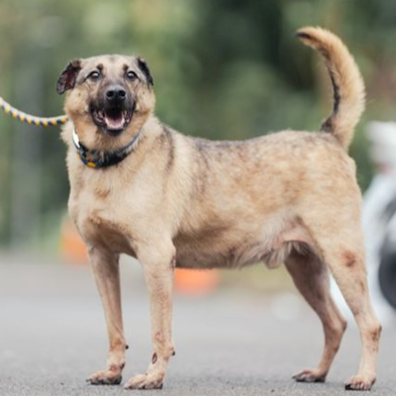 新北市中和區公立動物之家,編號:35545, 混種犬          