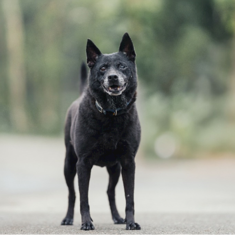 新北市中和區公立動物之家,編號:35603, 混種犬          