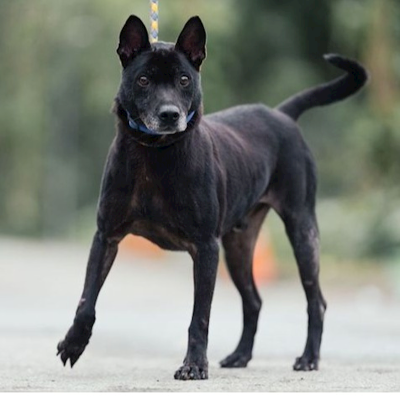 新北市中和區公立動物之家,編號:113887, 混種犬          