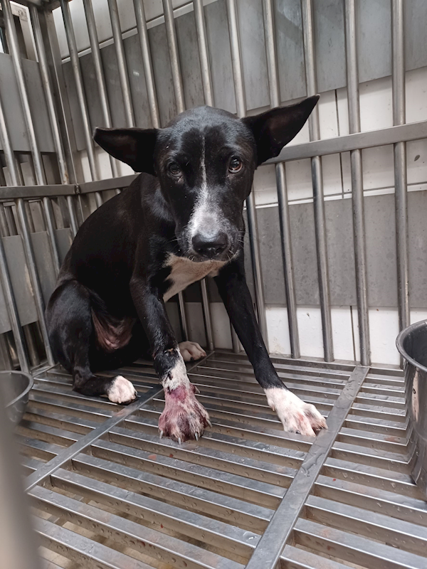 新北市中和區公立動物之家,編號:457333, 混種犬          