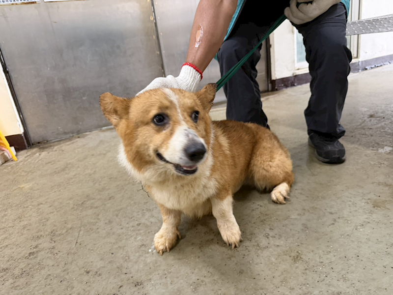 桃園市動物保護教育園區,編號:457142, 威爾斯柯基犬              