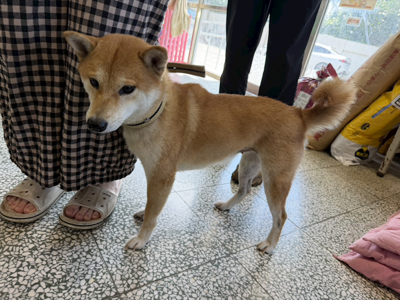 桃園市動物保護教育園區,編號:457324, 柴犬                  