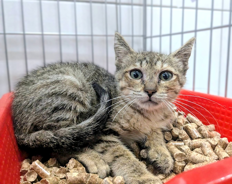 新竹縣動物保護教育園區,編號:457174, 混種貓                 