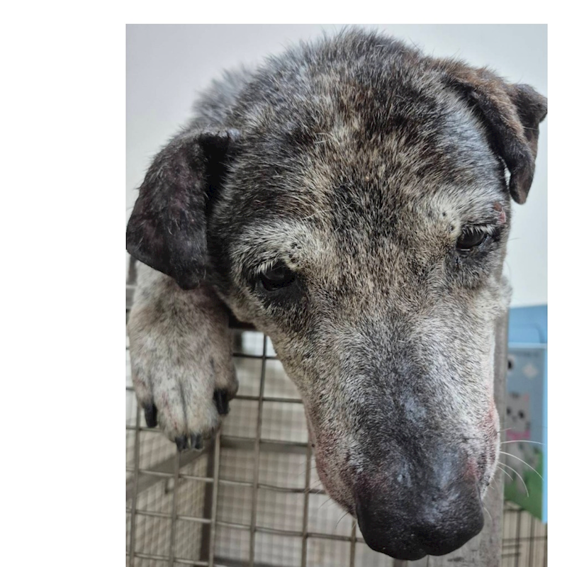 臺南市動物之家善化站,編號:457320, 混種犬          