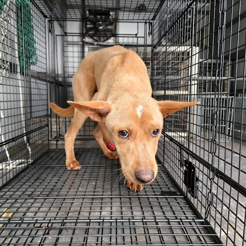 新北市三芝區公立動物之家,編號:457143, 混種犬          