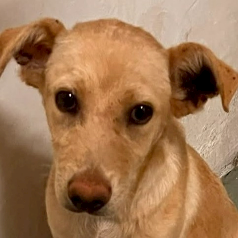 新北市三芝區公立動物之家,編號:457144, 混種犬          