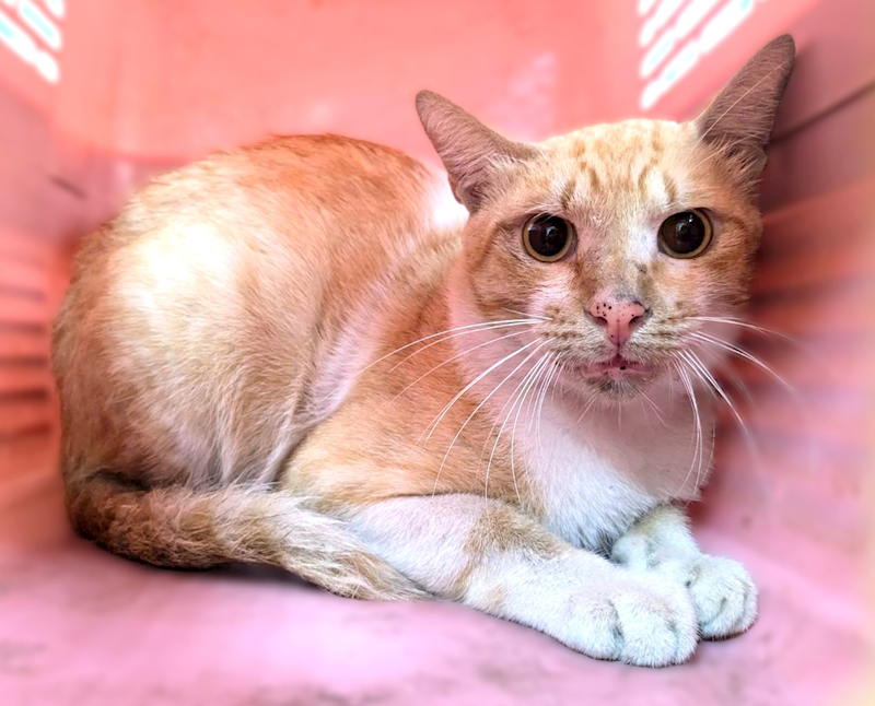 新竹縣動物保護教育園區,編號:457469, 混種貓                 