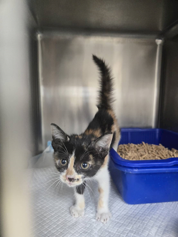 新竹市動物保護教育園區,編號:456998, 混種貓                 
