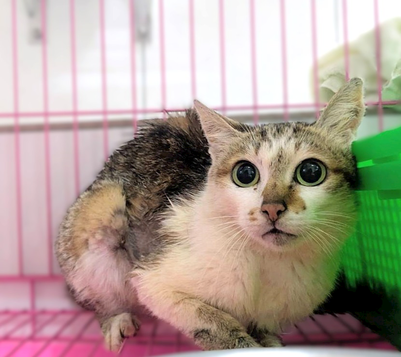 新竹縣動物保護教育園區,編號:457473, 混種貓                 