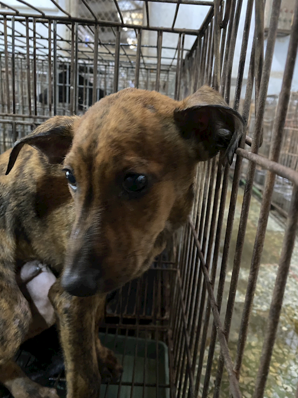 臺南市動物之家善化站,編號:457499, 混種犬          