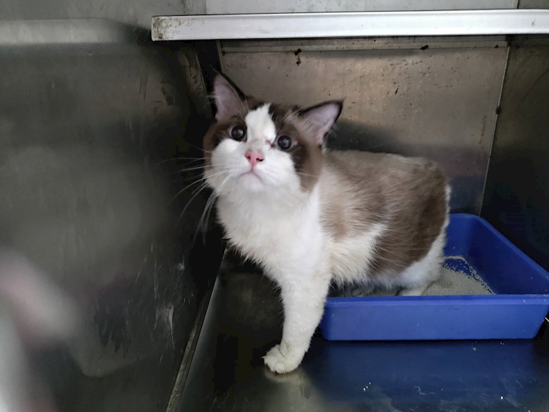 高雄市燕巢動物保護關愛園區,編號:457494, 布偶貓