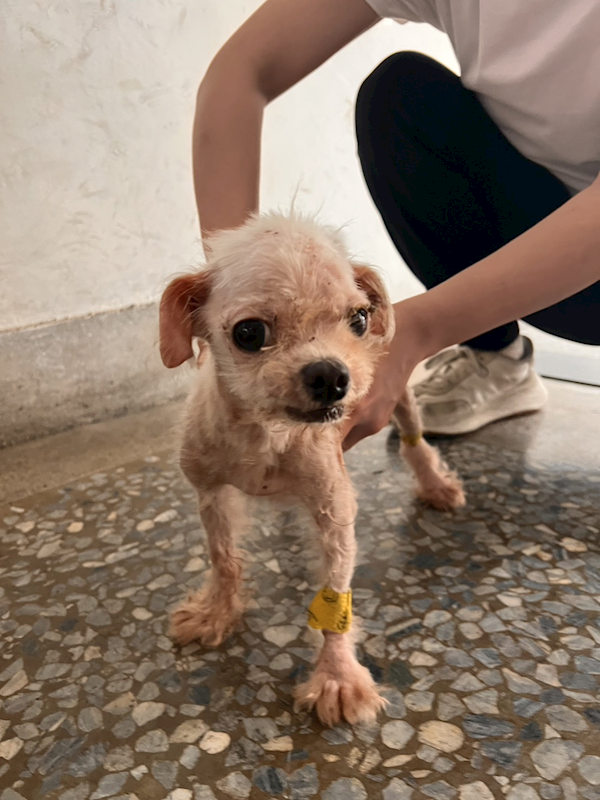 彰化縣流浪狗中途之家,編號:457477, 瑪爾濟斯犬           