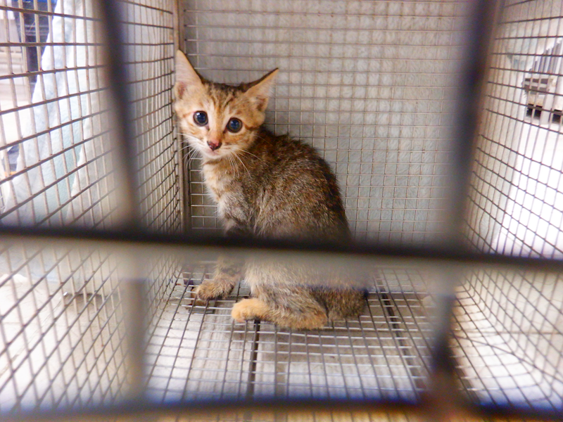 南投縣公立動物收容所,編號:457024, 混種貓                 