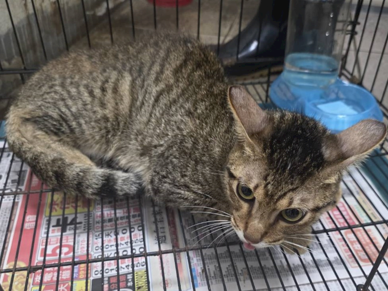 高雄市壽山動物保護教育園區,編號:457468, 混種貓                 