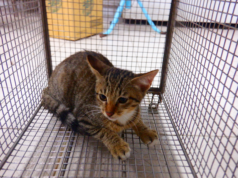 南投縣公立動物收容所,編號:457021, 混種貓                 