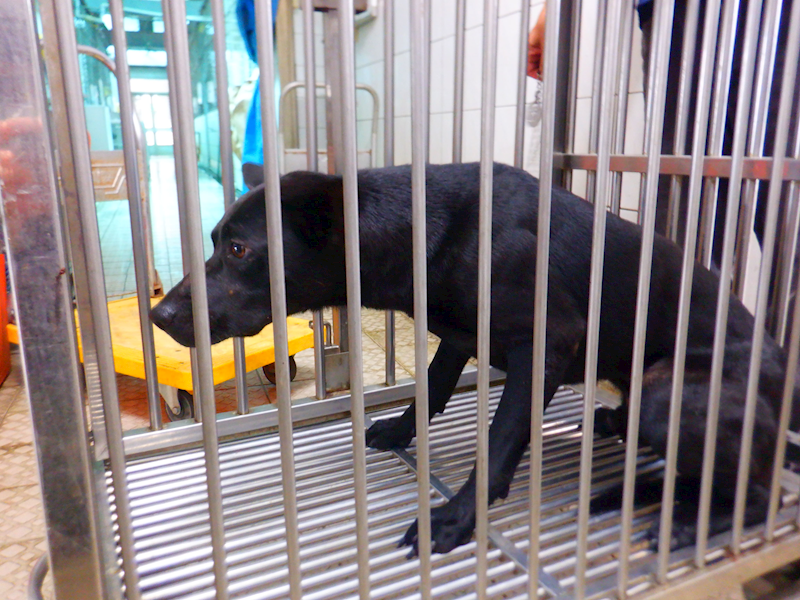 南投縣公立動物收容所,編號:456849, 混種犬          