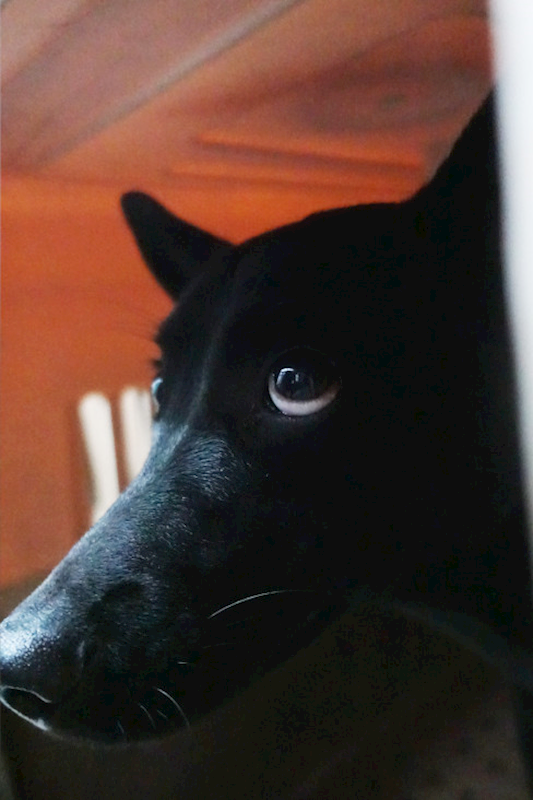 宜蘭縣流浪動物中途之家,編號:438443, 混種犬          