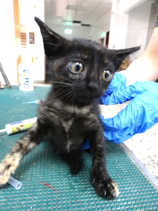 宜蘭縣流浪動物中途之家,編號:457449, 混種貓                 