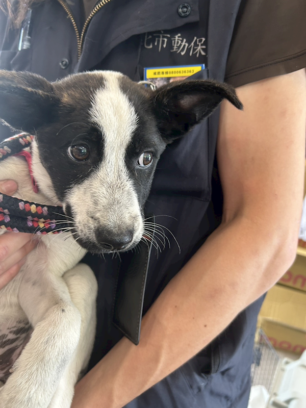 新北市中和區公立動物之家,編號:457451, 混種犬          