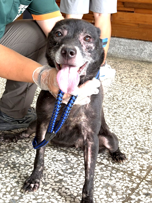宜蘭縣流浪動物中途之家,編號:457446, 混種犬          