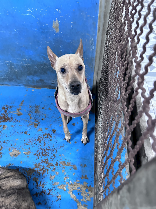 苗栗縣動物保護教育園區,編號:457443, 混種犬          