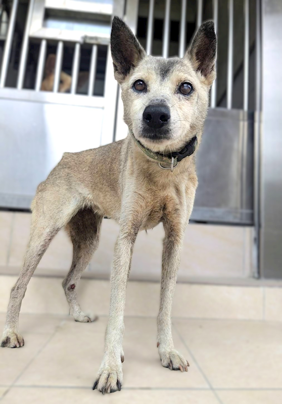 新竹縣動物保護教育園區,編號:457111, 混種犬          