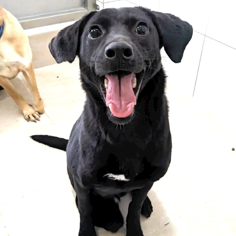 新竹縣動物保護教育園區,編號:382232, 混種犬          
