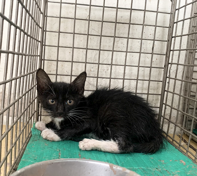 臺北市動物之家,編號:456909, 混種貓                 