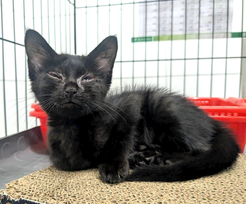 新竹縣動物保護教育園區,編號:457537, 混種貓                 
