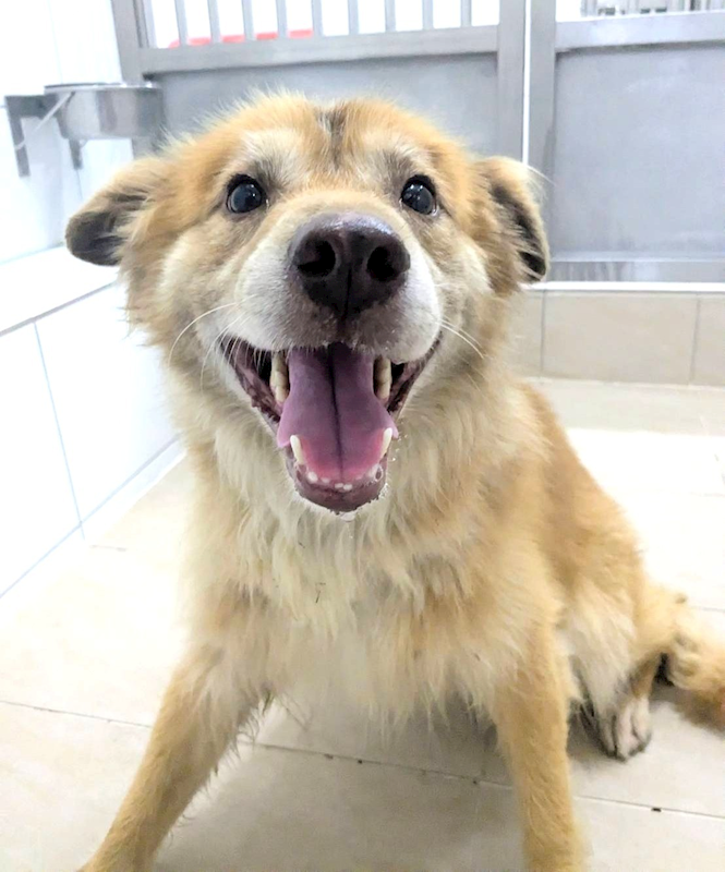新竹縣動物保護教育園區,編號:457536, 混種犬          
