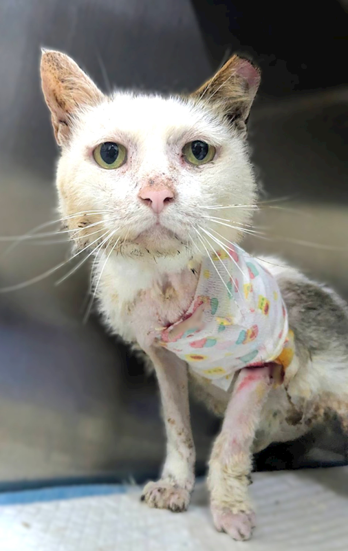 新竹縣動物保護教育園區,編號:451604, 混種貓                 