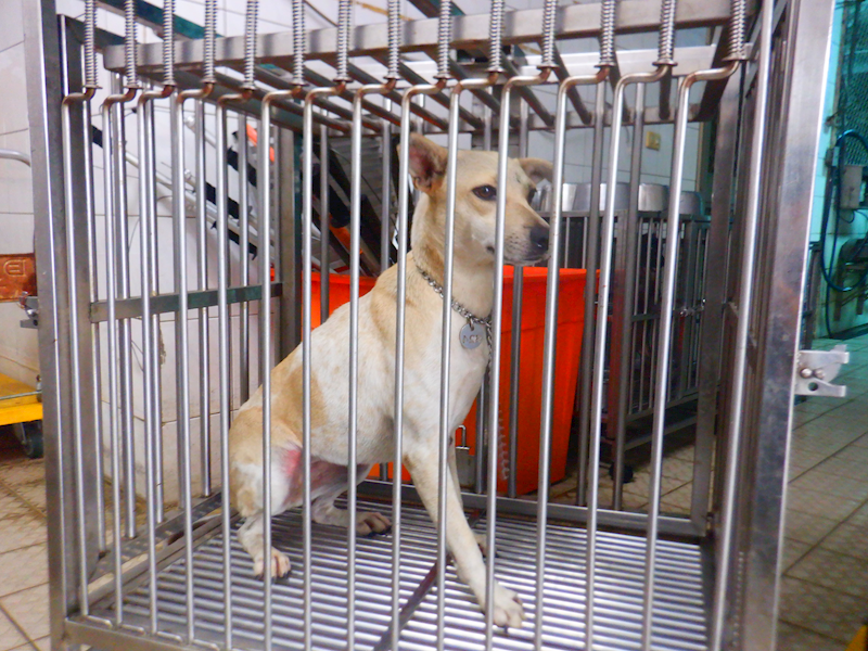 南投縣公立動物收容所,編號:457544, 混種犬          