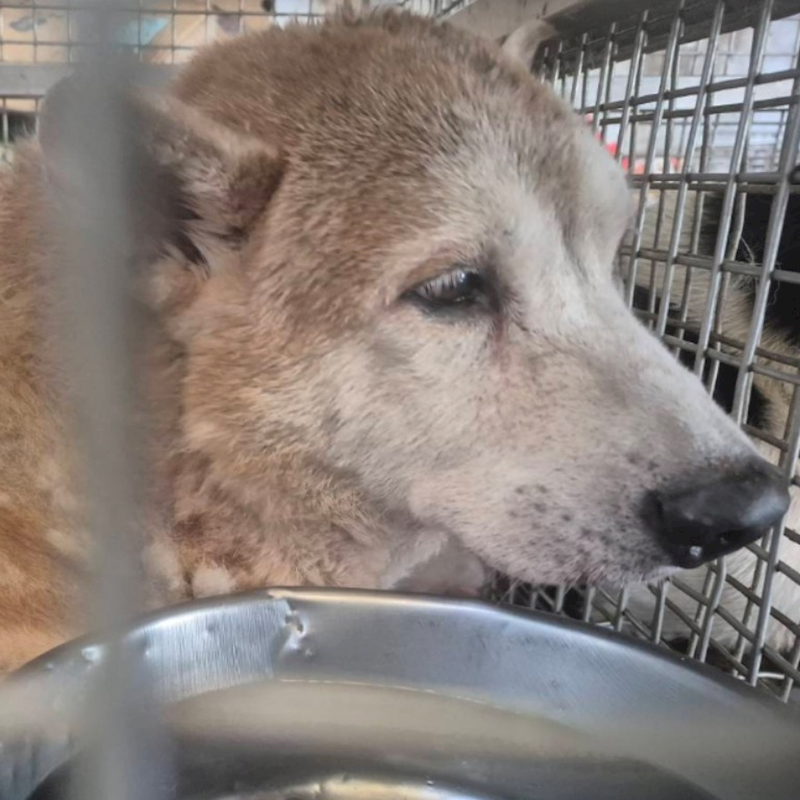 臺南市動物之家善化站,編號:457319, 柴犬                  