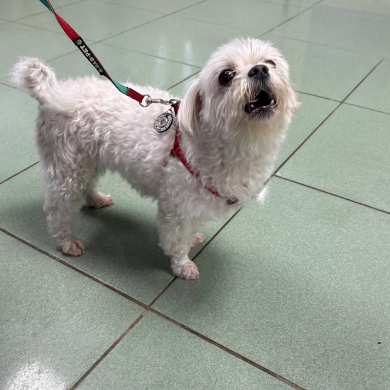 臺南市動物之家善化站,編號:457323, 瑪爾濟斯犬           